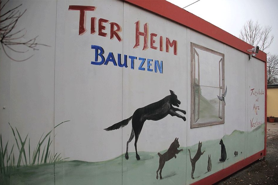 Haustiere aus Bautzen suchen ein neues Zuhause TAG24