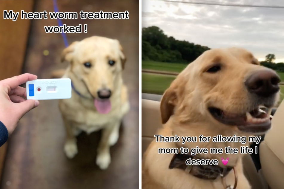 This pooch is now heart worm-free and living his best life.