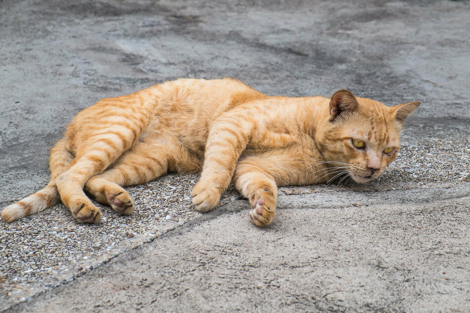 Der kleine Oliver lag schwer verletzt auf der Veranda, als er von seinem Besitzer gefunden wurde (Symbolbild).