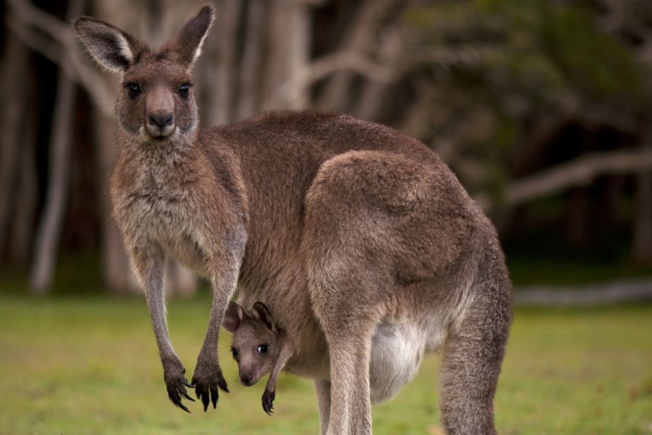 Kängurus haben in Australien Touristen verletzt.