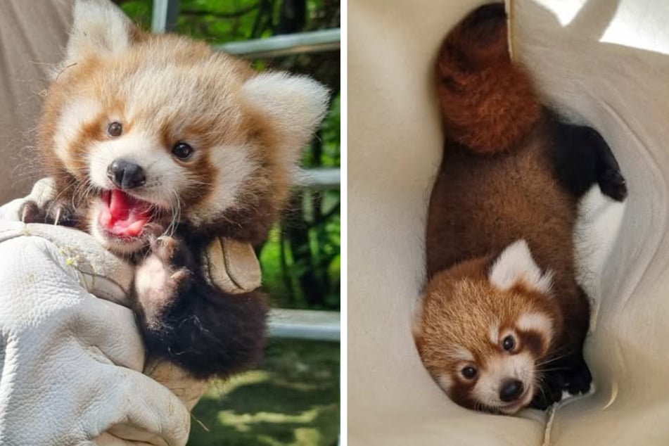 Die Roten Pandas wurden vor Kurzem im Tierpark Berlin geboren.