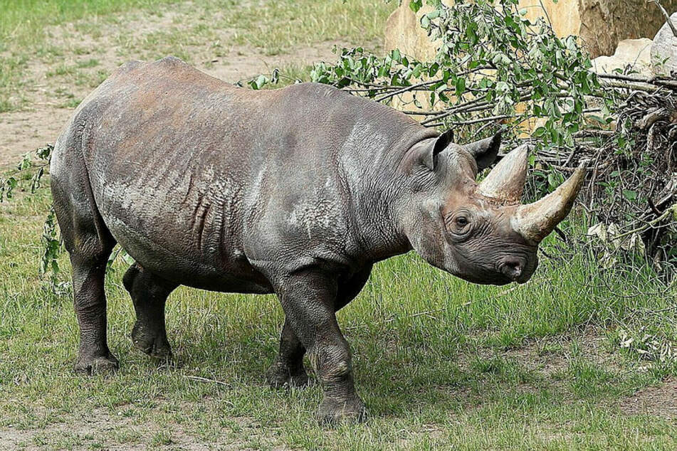 Leipzig: Nach Todesfall im Leipziger Zoo: Nashorn-Kopf wird präpariert