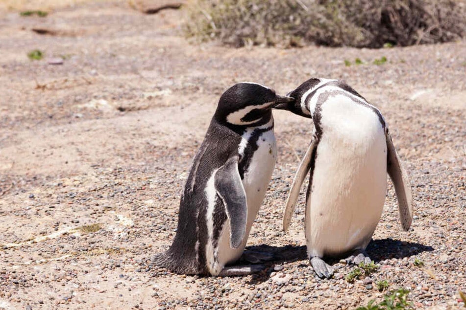 Zwei sich küssende Pinguine (Symbolbild).
