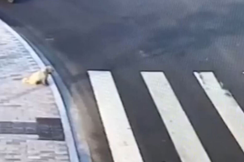 Ein kleiner Hund wartete am Zebrastreifen brav den Verkehr ab.