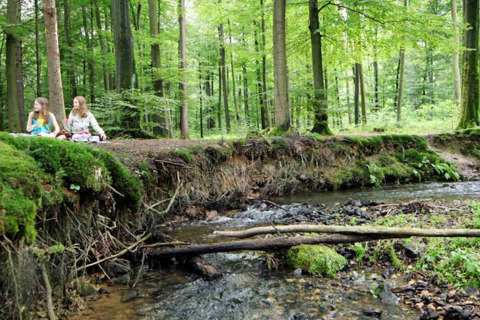 Ein Waldstück im Teutoburger Wald in der Nähe der Bielstein Schlucht.
