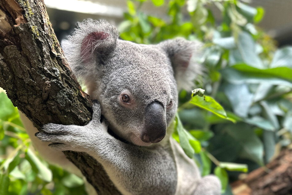 Die vier Koalas befinden sich aktuell in der Terra Australis in Quarantäne.
