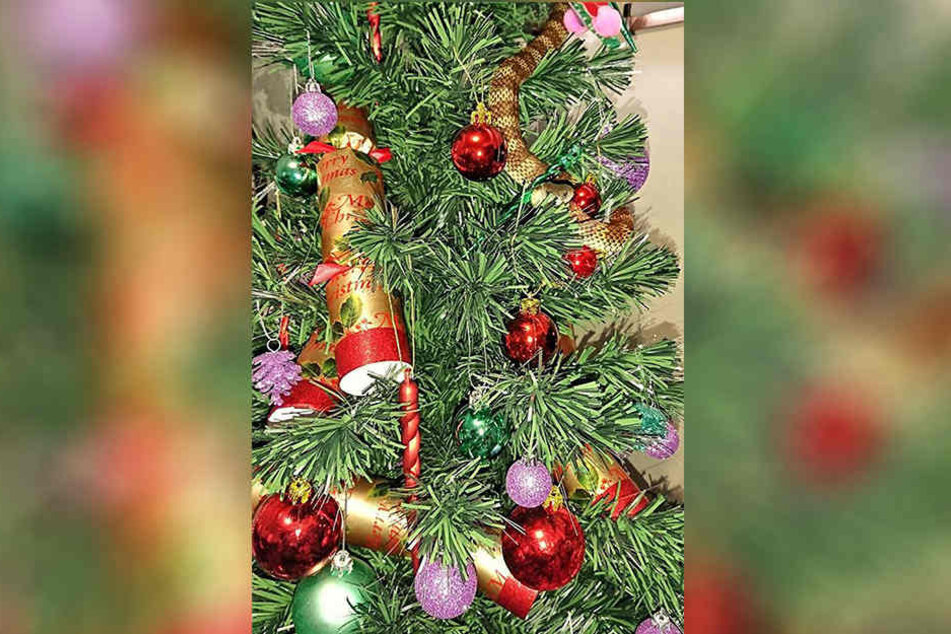 In Australien hat eine Frau neben ihrem Weihnachtsschmuck eine hochgiftige Schlange entdeckt.
