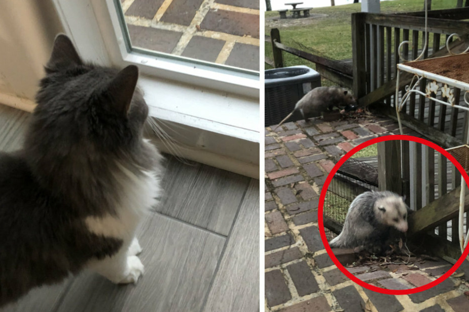 This cat is stunned by what it sees in the garden!