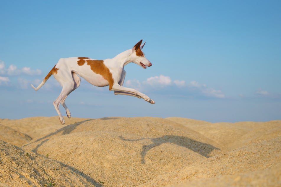 The Ibizan hound breed originated in the Spanish island of Ibiza (stock image).