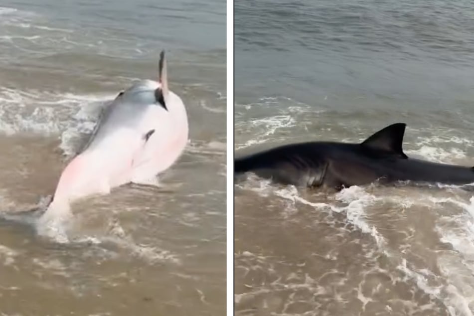 A great white shark was found washed up on a beach in Massachusetts.