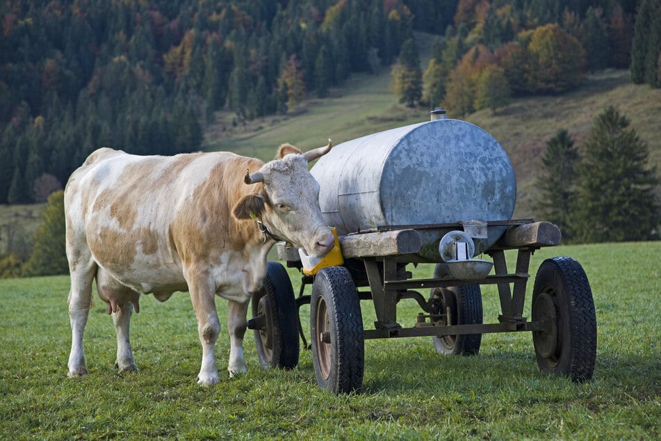 Im Vogtland wurde eine Wassertränke von einer Kuhweide gestohlen. (Symbolbild)