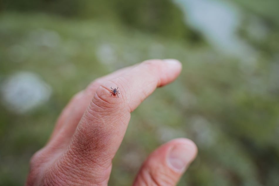 Weltweit sind erst vier Fälle bekannt, in denen der seltene Erreger durch Zecken auf den Menschen übertragen wurde.
