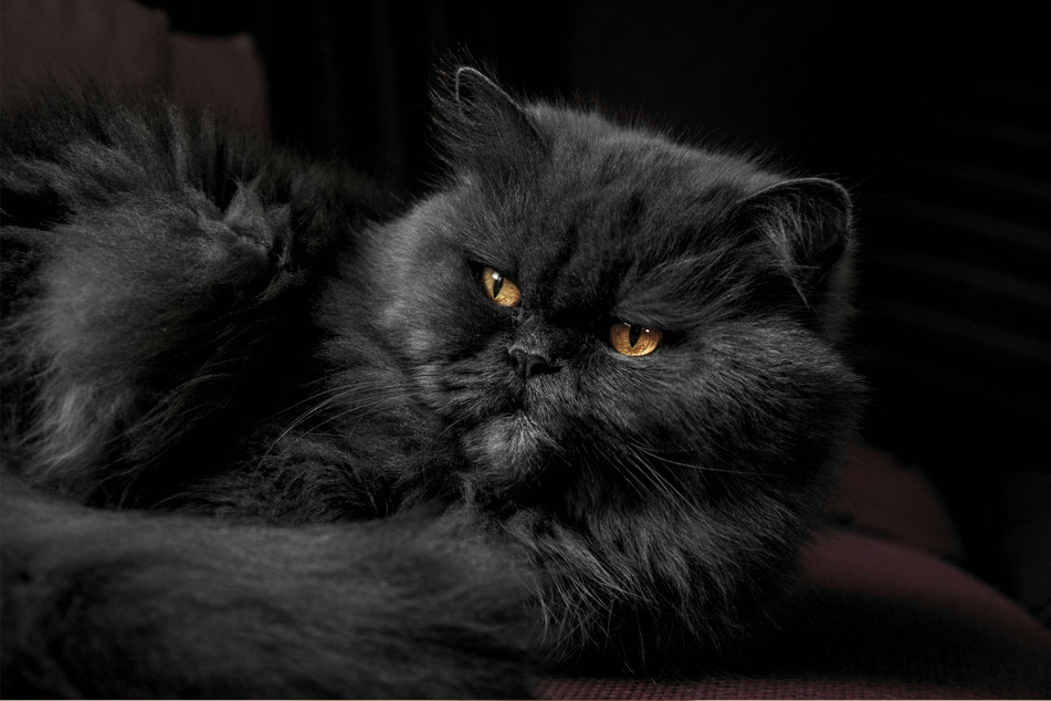 Persian cats are incredibly beautiful, and incredibly popular.