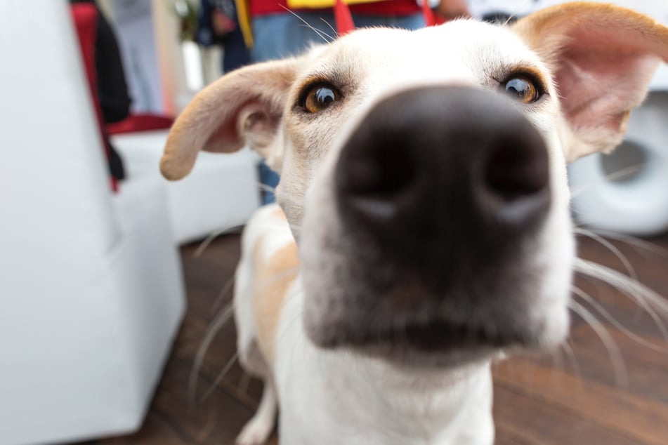 Adopting a dog can be difficult and complicated, so make sure that you're ready for it.