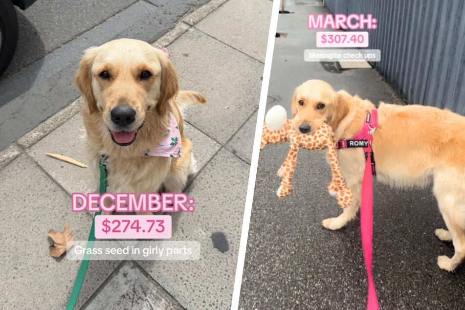 Frau schaut sich Tierarzt-Rechnungen für ihren Golden Retriever an und fällt aus allen Wolken