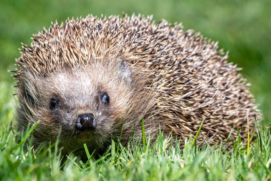 Igel brauchen ihren Winterschlaf. (Symbolfoto)