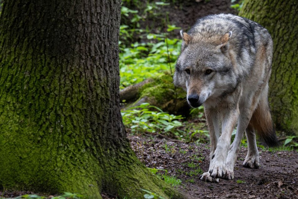 Wölfe: Tote Ziegen im Schwarzwald: Wolf war der Übeltäter