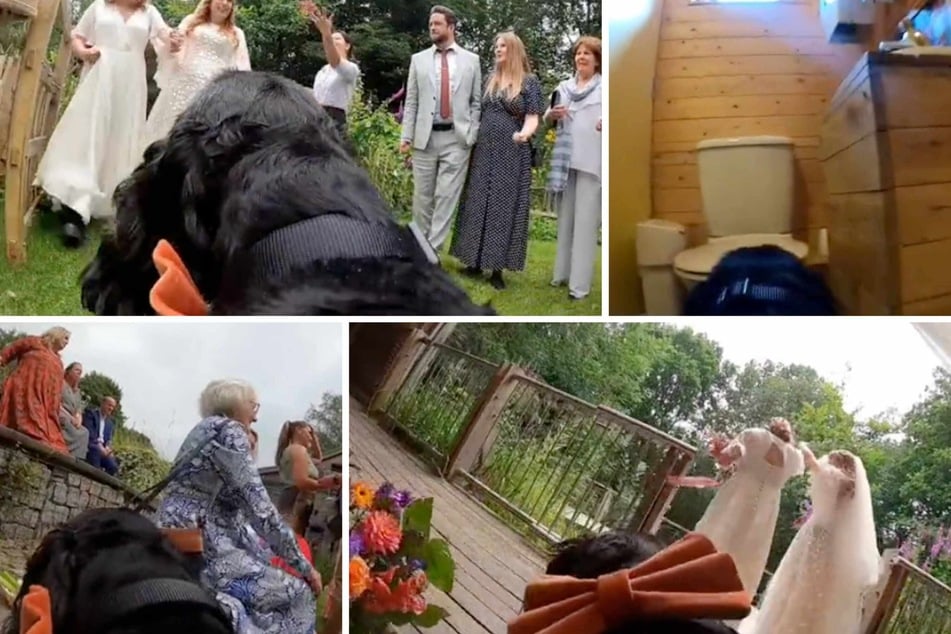 The couple definitely doesn't regret having their dog at the wedding!