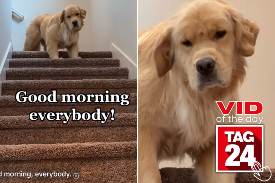 Today's Viral Video of the Day shows an extremely sassy pup on TikTok who wakes up on the wrong side of the doggy bed!