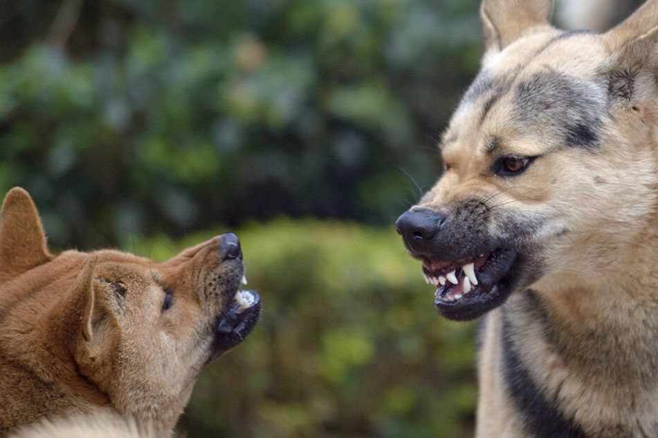 Die Schäferhunde waren aus ihrem Zuhause geflohen.