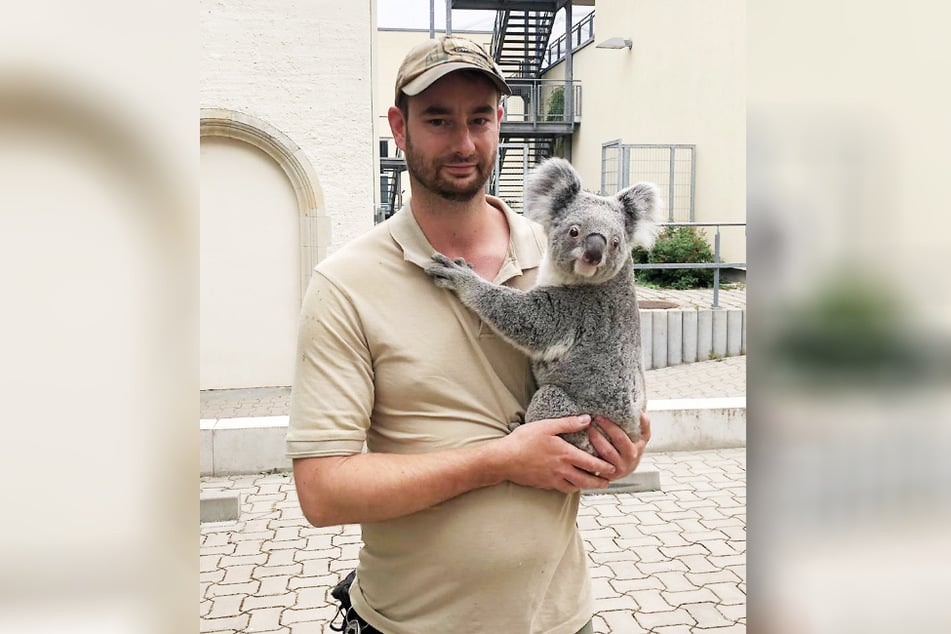 Tierpfleger Philipp Hünemeyer bringt Koala-Weibchen Mandie (3) ins neue Gehege.
