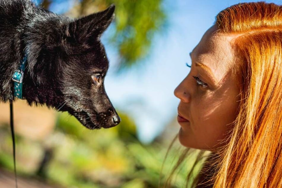 Direktes Anstarren provoziert Hunde und kann zu aggressivem Verhalten führen.