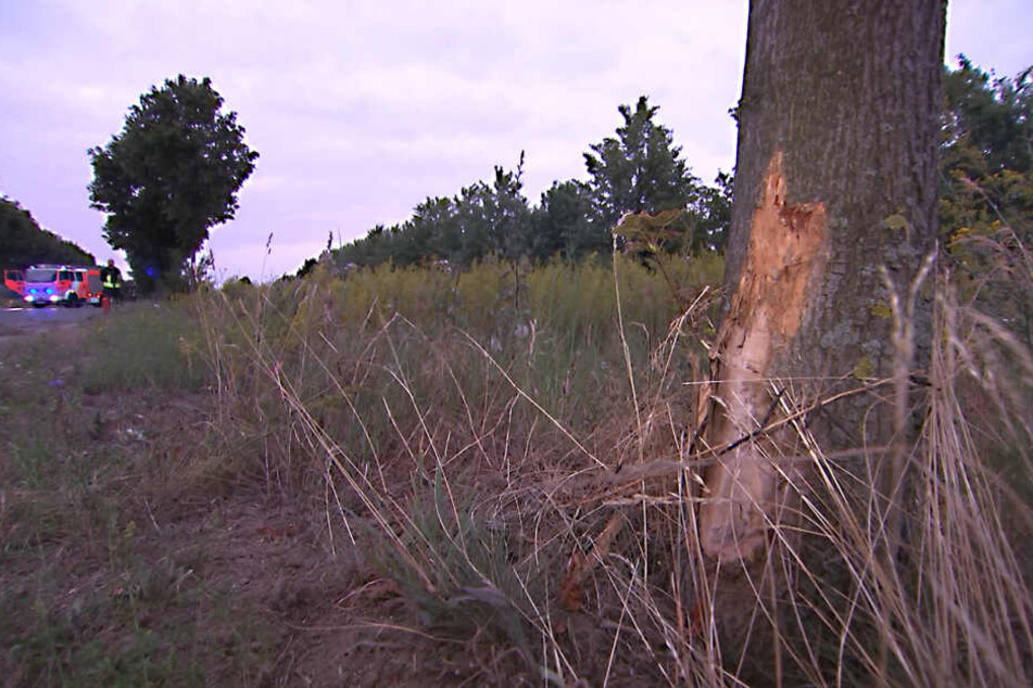 Die Spuren am Baum sind deutlich zu erkennen.