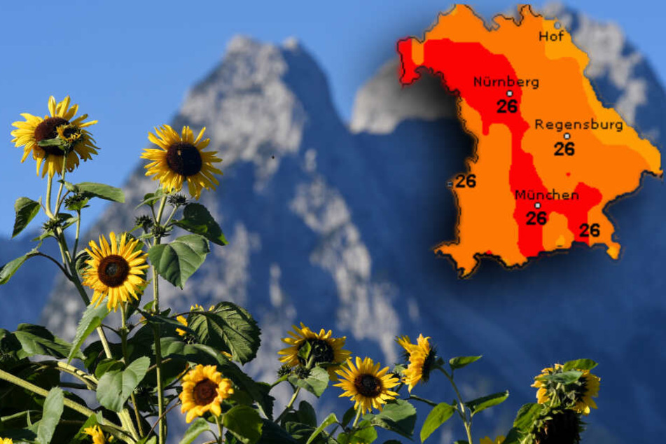 Sonnenblumen wachsen vor den Gipfel des Wettersteingebirges. Am Wochenende darf man schien Bayern nochmal über spätsommerliches Wetter freuen.