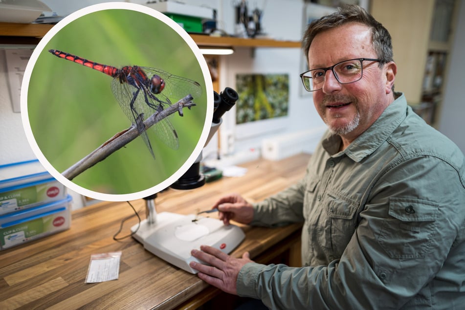 Jagdfieber im afrikanischen Busch: Sächsischer Libellenforscher entdeckt an die 80 neue Arten
