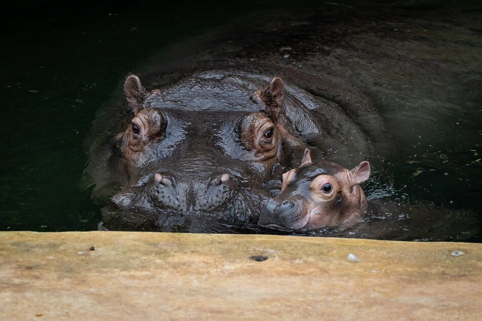 Am 28. September brachte die Flusspferd-Dame Zwillinge zur Welt, doch nur eines der beiden Jungtiere überlebte.