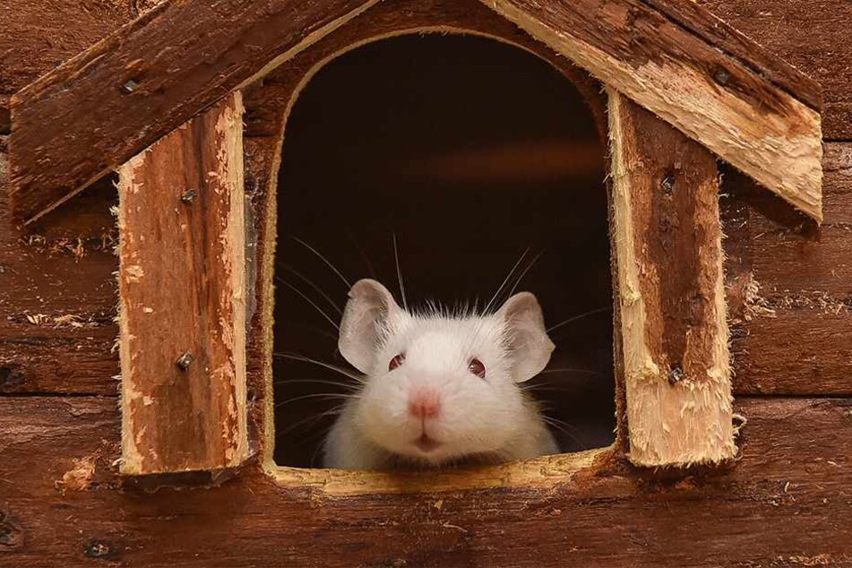 Süß: Albino-Mäuschen Romy.