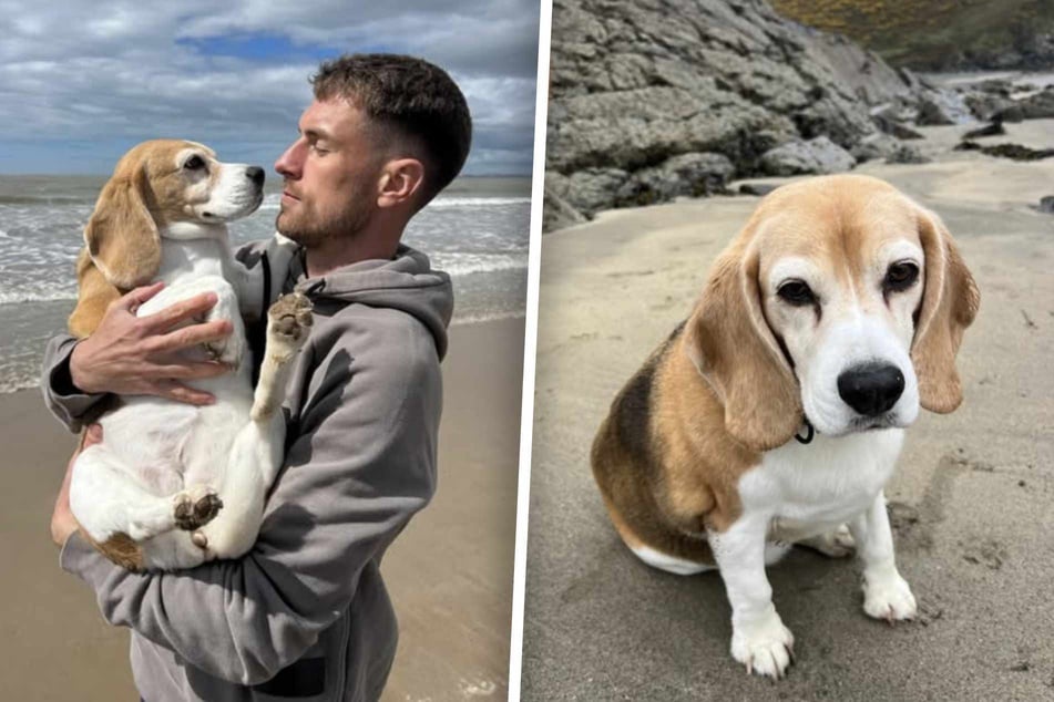 Fußball-Star sucht verzweifelt nach seiner Hündin - und steht plötzlich ohne Job da!