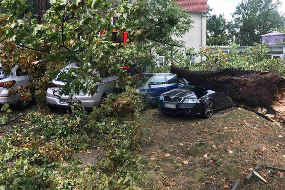 UnwetterAlarm in Dresden Bäume stürzen um TAG24