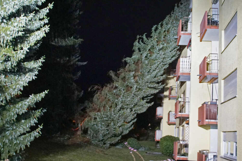 Pforzheim: Ein Baum ist hier auf ein Haus gestürzt.