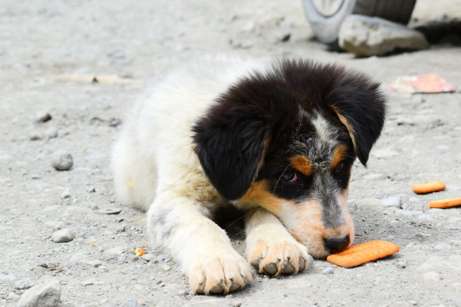 Wenns ums Futter geht, greifen Hunde schon mal zu einer List.