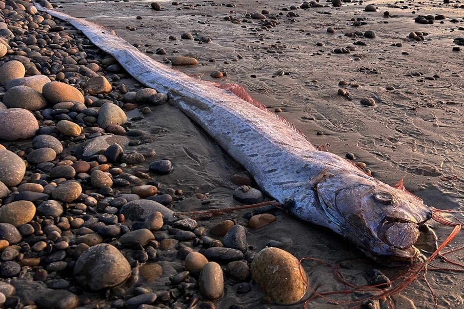 9 foot long "doomsday fish" washes up on California beach