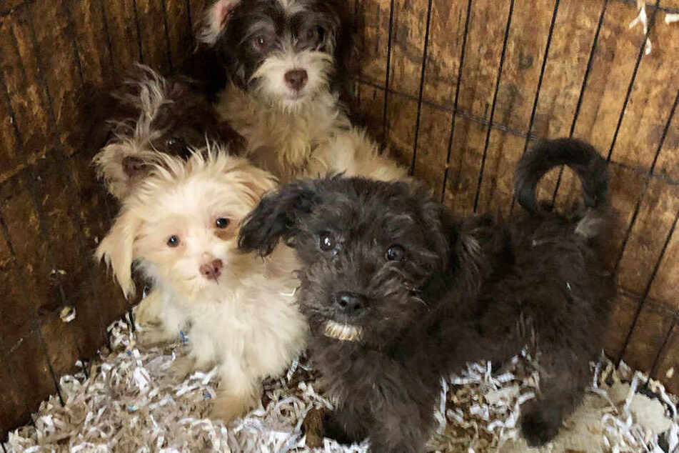 Einige Hunde konnten gerettet werden.