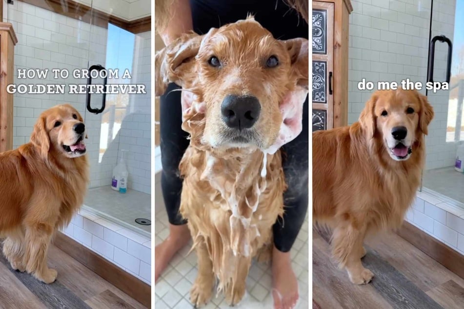 Tucker the dog has some fairly refined tastes when it comes to self-care, and the internet cannot look away from his elaborate glam routine.