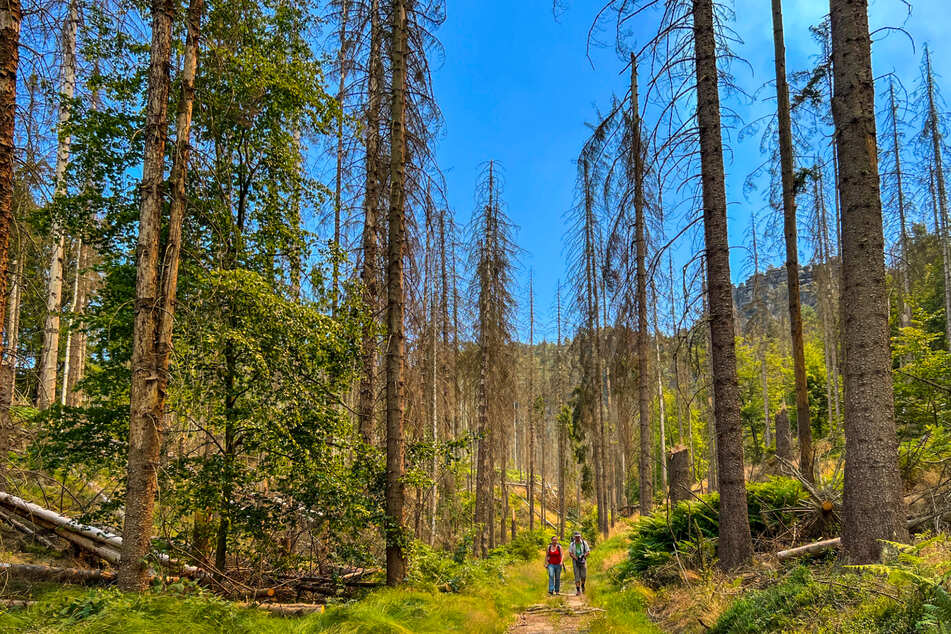 Im Nationalpark kann die Natur an vielen Stellen einfach Natur sein. Dazu gehören auch tote Bäume.