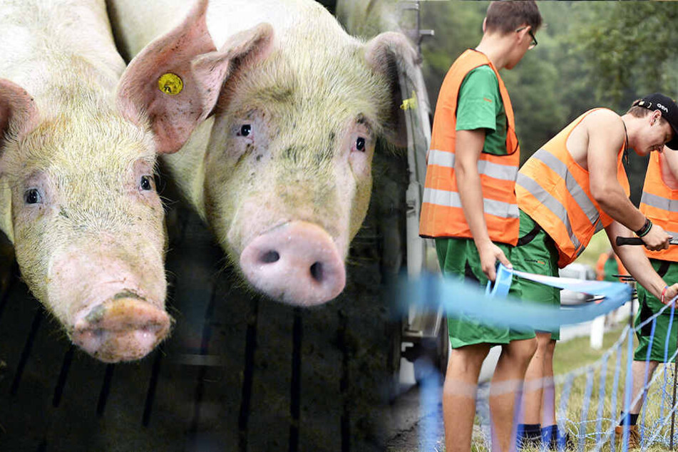 In einigen Ländern ist die Afrikanische Schweinepest bereits ausgebrochen, in Tschechien wurden sogar Elektrozäune aufgestellt.
