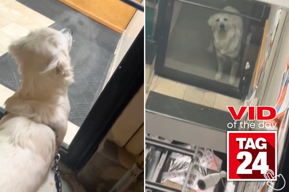 Today's Viral Video of the Day features a dog who was left in shock after seeing his reflection in a store's mirror!