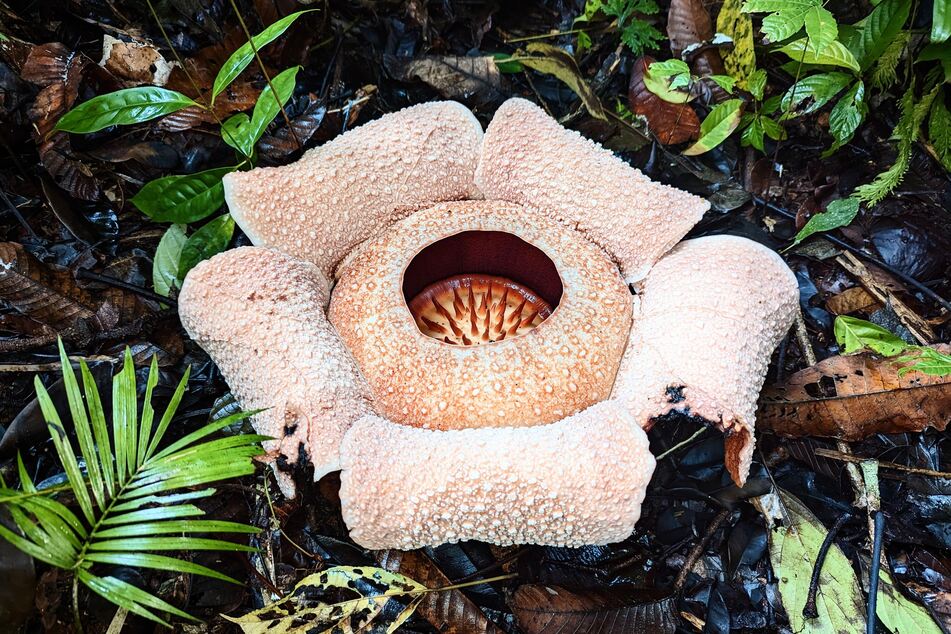 Rafflesien sind ein Wunderwerk der Natur und gelten als die größten und übelriechendsten Blumen der Welt.