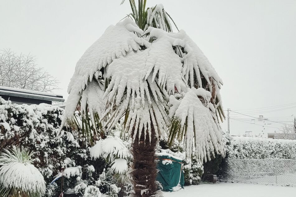 Im eigenen Garten haben die Fächerpalmen schon eine stattliche Größe erreicht.