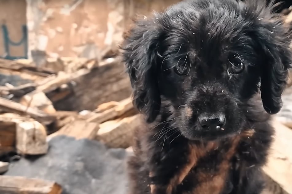 Mujer quiere salvar a un cachorro pobre: Pero él es una amenaza para todos