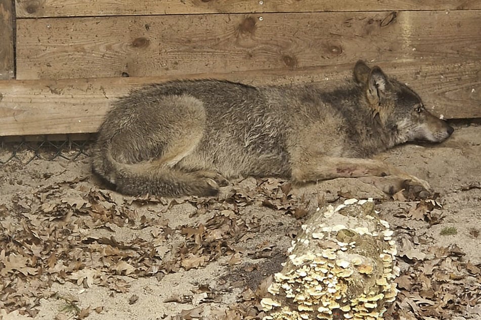 Wölfe: Nach Angriff auf Frau in Hamburg: Hier wurde der Wolf ausgesetzt
