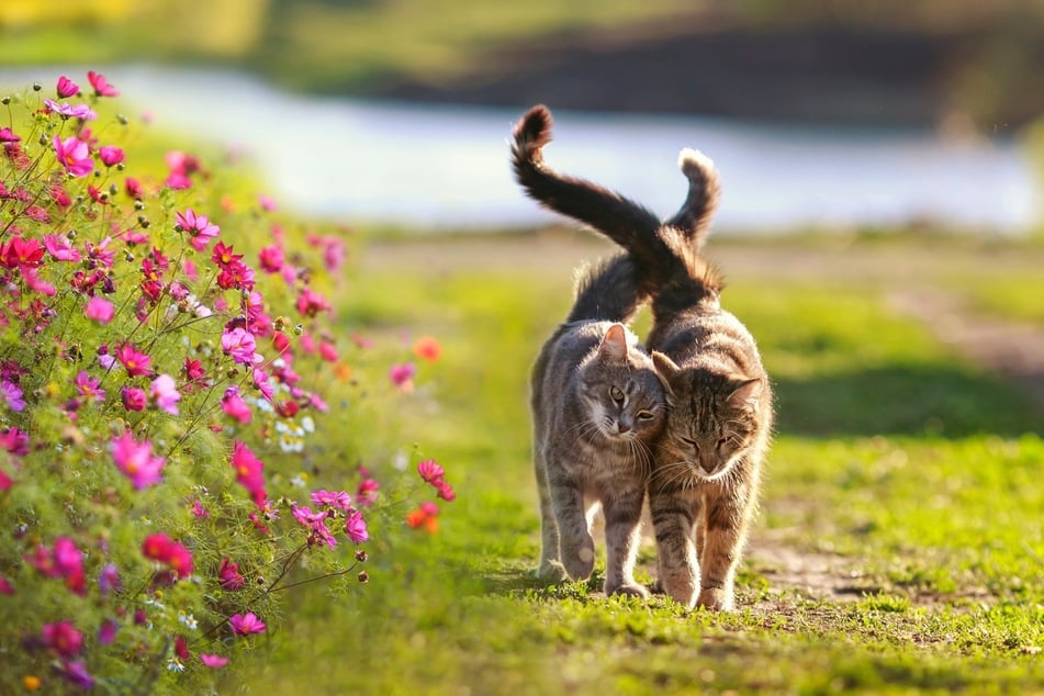 Wenn es im Frühjahr wieder heller wird, beginnt auch bald bei vielen Katzen die Paarungszeit.