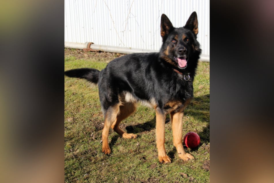 Schäferhund Sirius (2-3) freut sich auf ein Haus mit Garten.