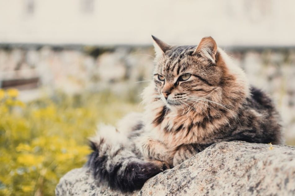 Irre Katzenrekorde: Von der ältesten Katze der Welt bis zum Riesenschwanz