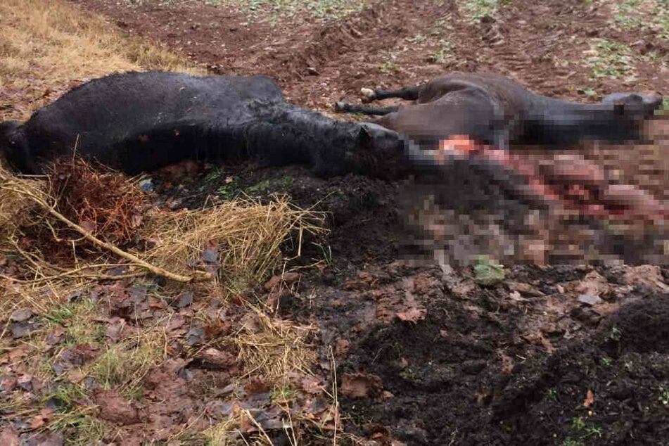 Laut Bundespolizei waren die Tiere auf einer mit einem Elektrozaun gesicherten Koppel untergebracht.