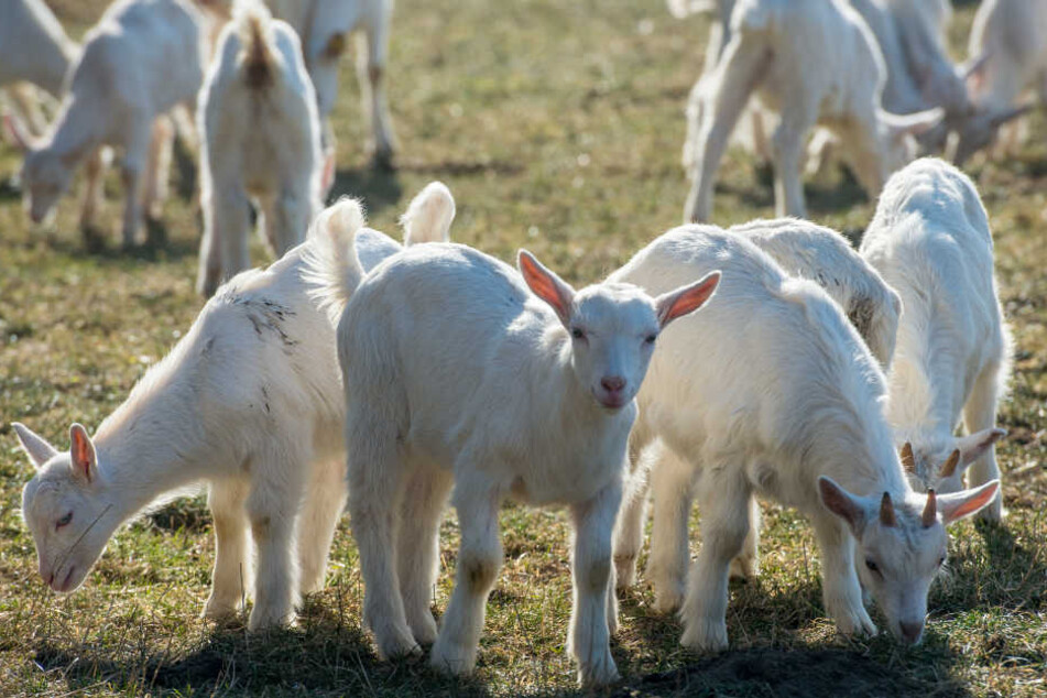 Hinein ins Warme heißt es für die Zicklein beim traditionellen Almabtrieb.